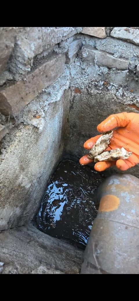 Coquilles d'huîtres extraites de la canalisation lors du débouchage